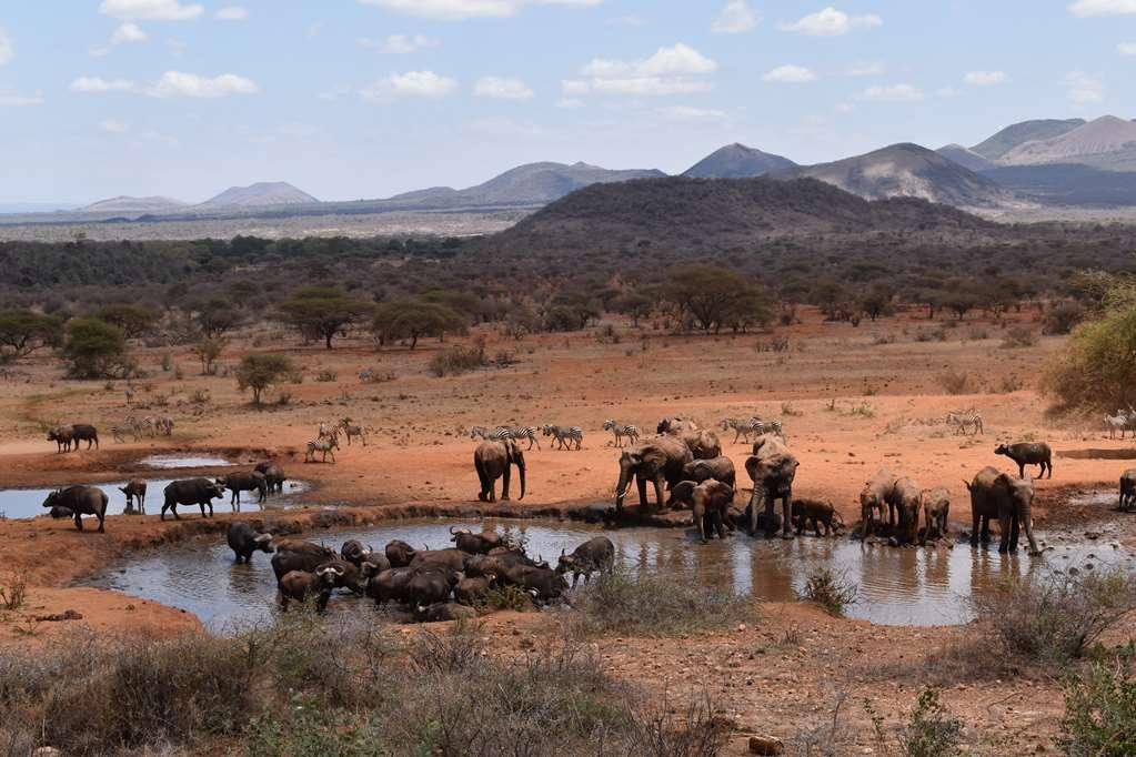 Kilaguni Serena Safari Lodge Tsavo Facilities photo