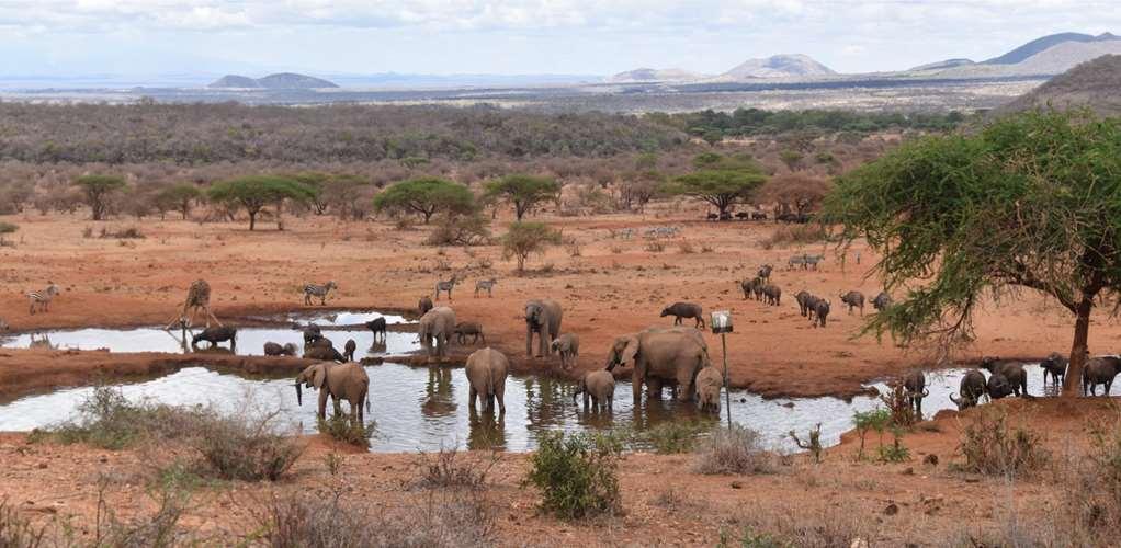 Kilaguni Serena Safari Lodge Tsavo Facilities photo